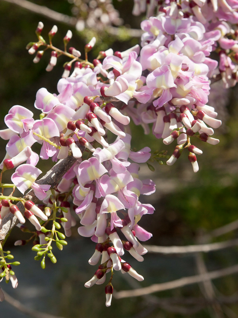 Extracto de cacahuananche