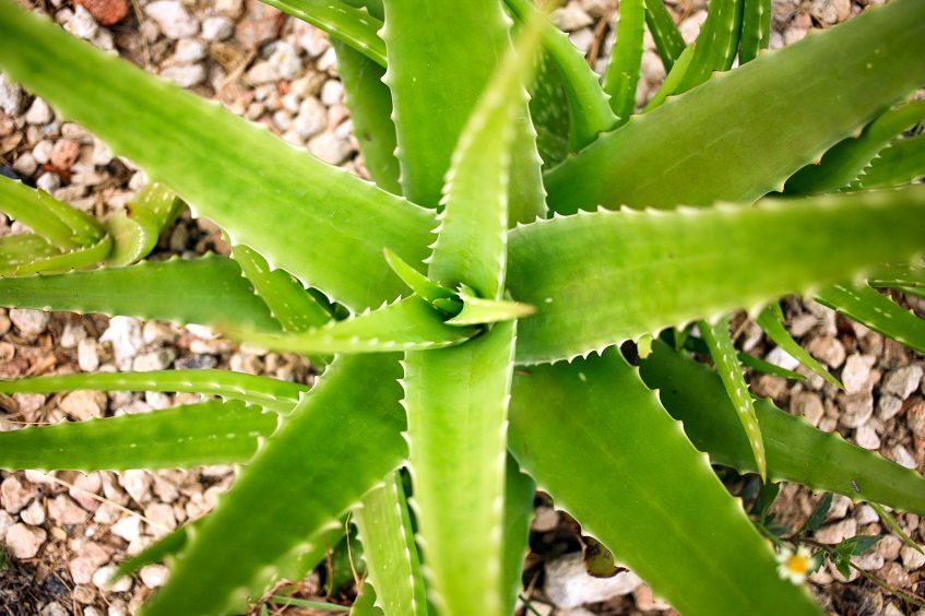 Gel de aloe vera
